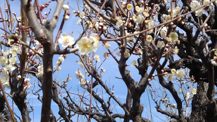春を感じる・・・~梅の花便り~(2)