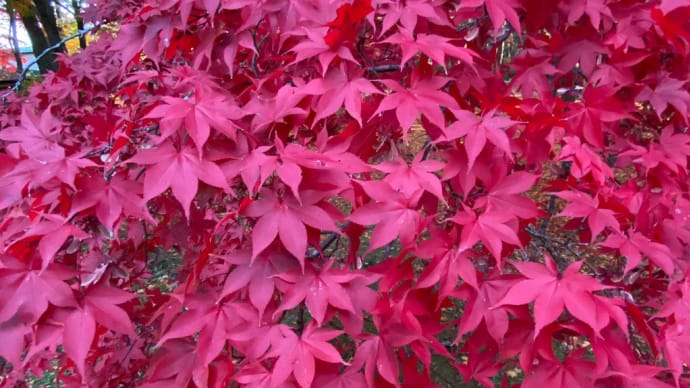 21紅葉見頃 @香雪園 (旧岩船氏庭園)