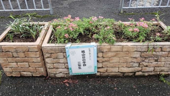 栂・美木多駅前花壇~ボランティアさん~