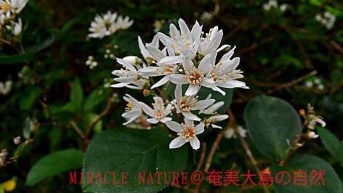 オオシマウツギの花