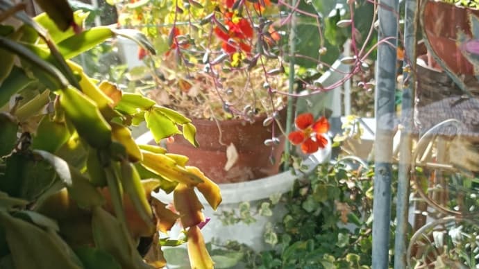 シャコバサボテン開花しました。お花のクロスステッチ