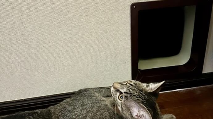 猫用ドア。