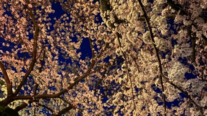 夜の桜をまた見に行った