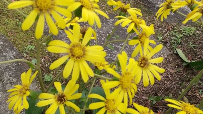 11月30日の花