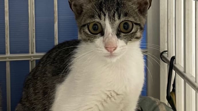 子猫紹介 しょう君
