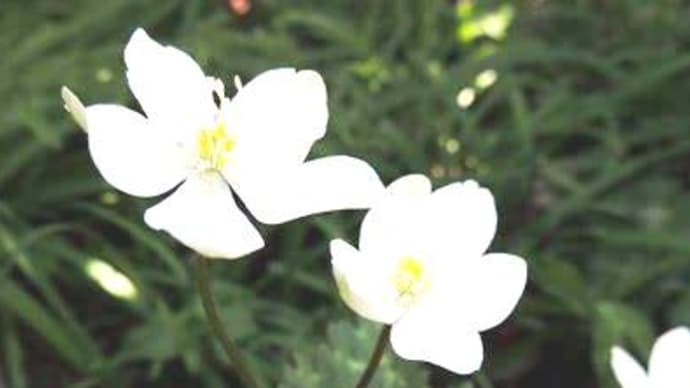 ☆彡 ご結婚おめでとう ☆彡