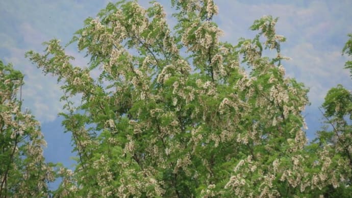 ハリエンジュ（針槐）の花