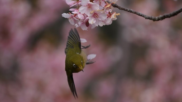 延岡・愛宕山の 河津桜とメジロ 鳥撮り物語り (2022年)