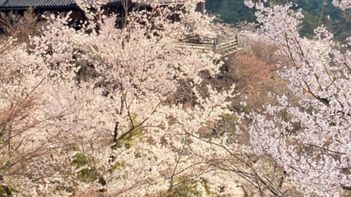 長谷寺の桜(4月2日)