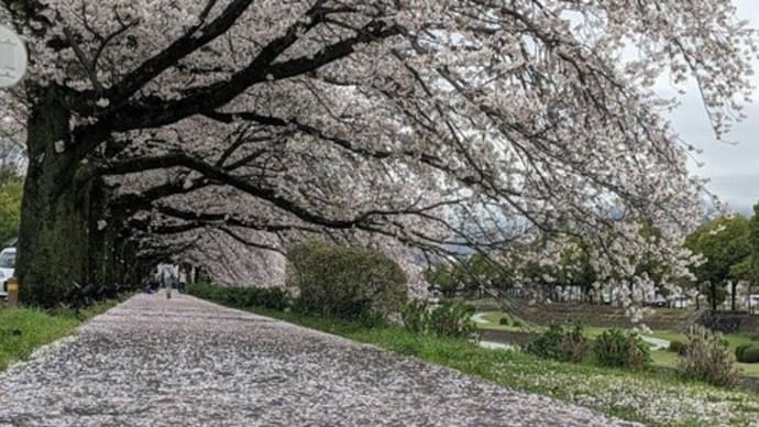 篠窪（しのくぼ）の隣町「水無川」の桜吹雪と富士山競演（2024/04/09)