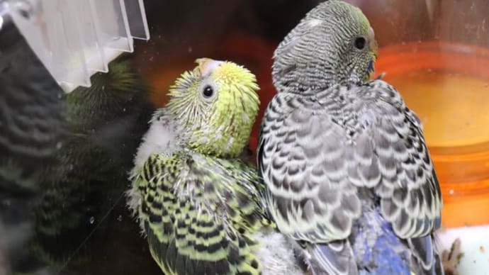 インコちゃん大きくなったよ〜〜
