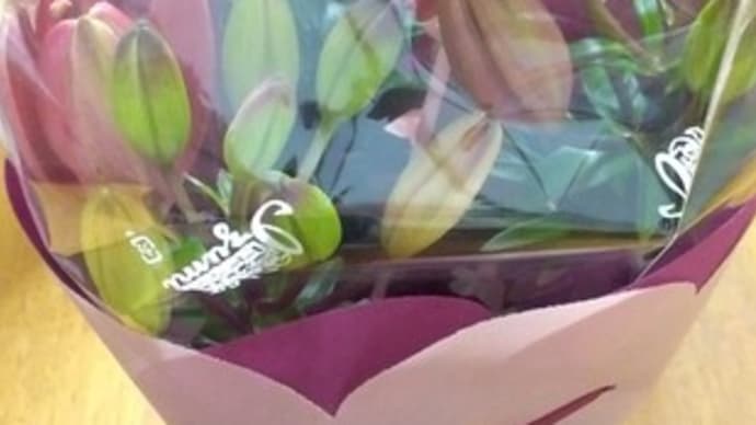 母の日の花はユリ