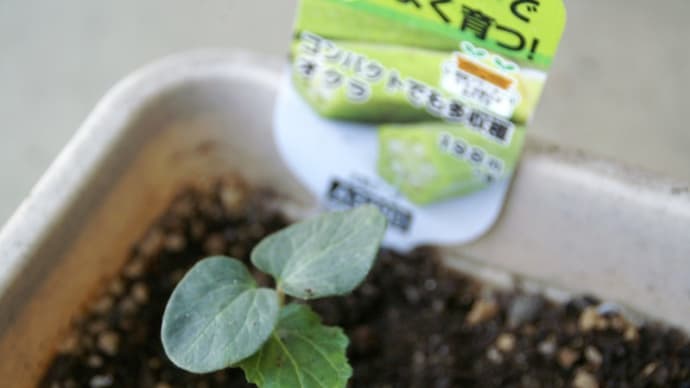 みどりの日だから オクラを植えました