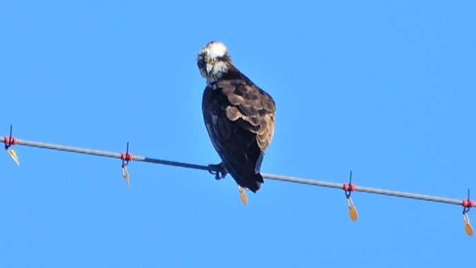 最近出会った鳥たち