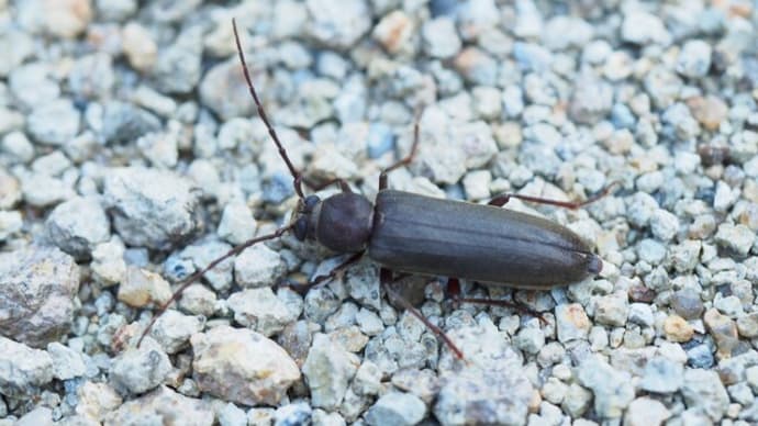 カミキリムシの一種?