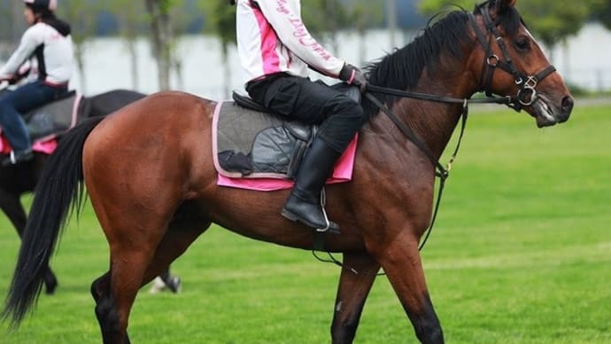 【バスラットレオン】器の大きさ感じる走り(o´艸`)ムフフ