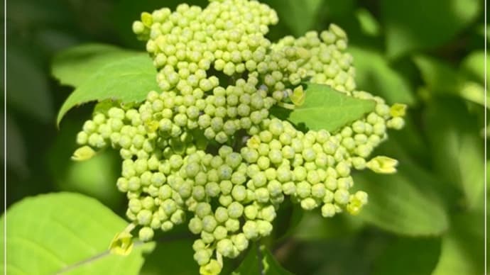 紫陽花が咲くまでに