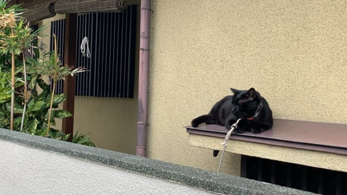 ハッシュタグ 黒猫 日向ぼっこ オッドアイ Goo Blog Gooブログ ハッシュタグ 黒猫 日向ぼっこ オッドアイ Goo Blog Gooブログ