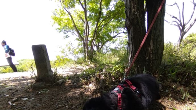 犬ハイク