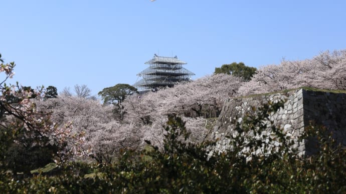満開の福岡城の桜(2):福岡市中央区