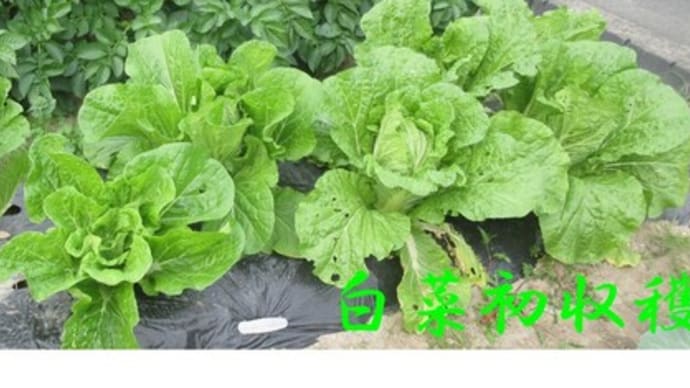 菜園日誌〈白菜〉(*'▽')!!白菜の初収穫です!!まずまずのデキかな🥬😄