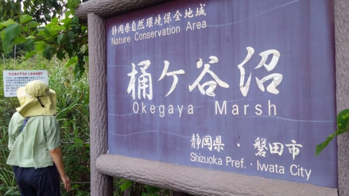 桶ヶ谷沼&かぶと塚公園ハイキング