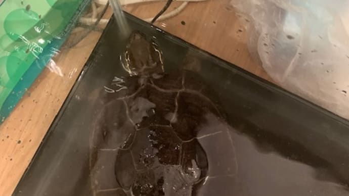ゼニ吉避難