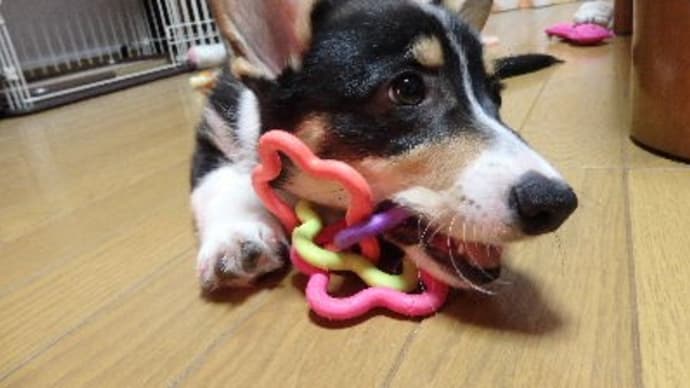 丸形のおもちゃだったのよ。
