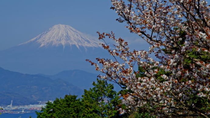 日本平からの桜と富士山
