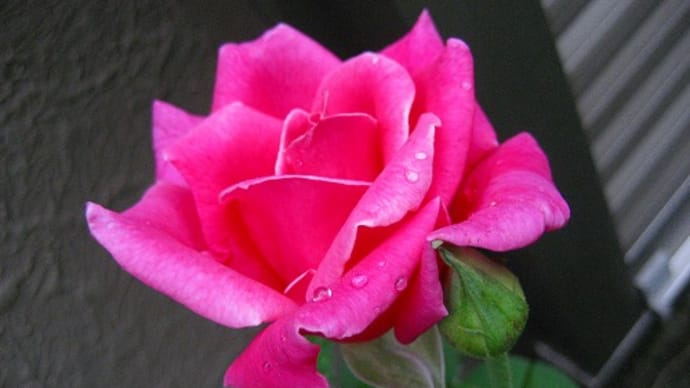second rose season!!