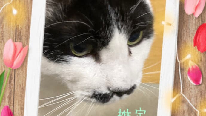 うちの子記念日