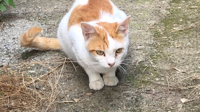 仕事先で見かけたネコちゃん達…。③