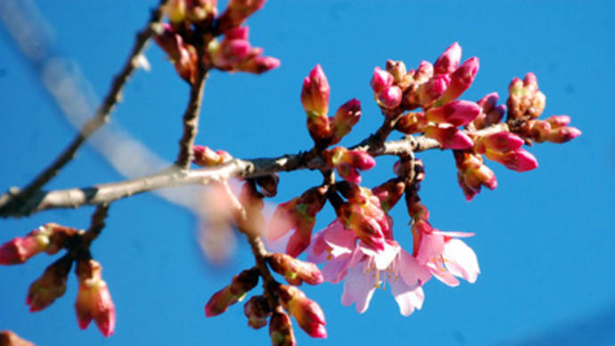 オカメ桜が開花