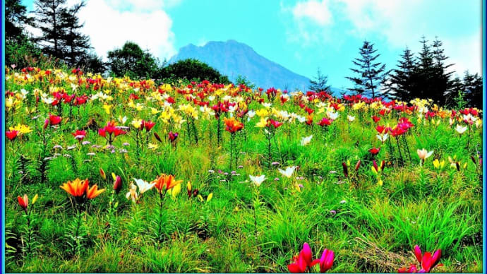 🐉🌈天空の〖🌺百合の花園🌺〗光景美❢❢