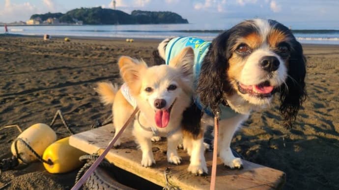 夏も終わりの「湘南海岸」でうみ散歩🌊