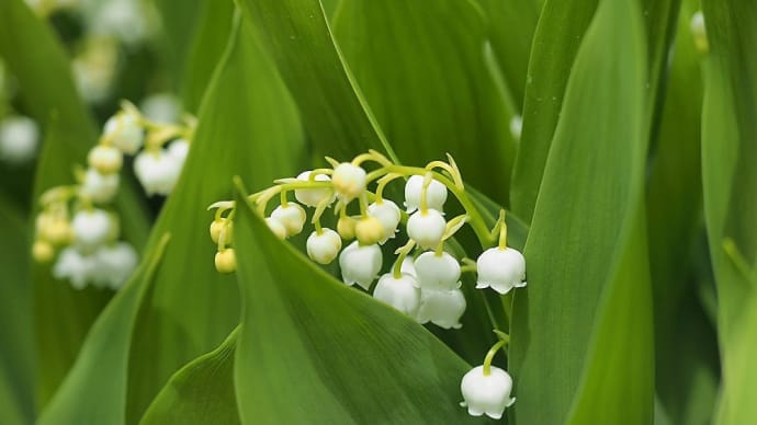 ★入笠すずらん山野草公園内で見る6月の植物 2020