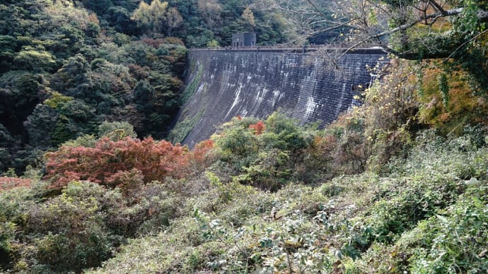 100年の歴史が創る河内堰提の秋の紅葉