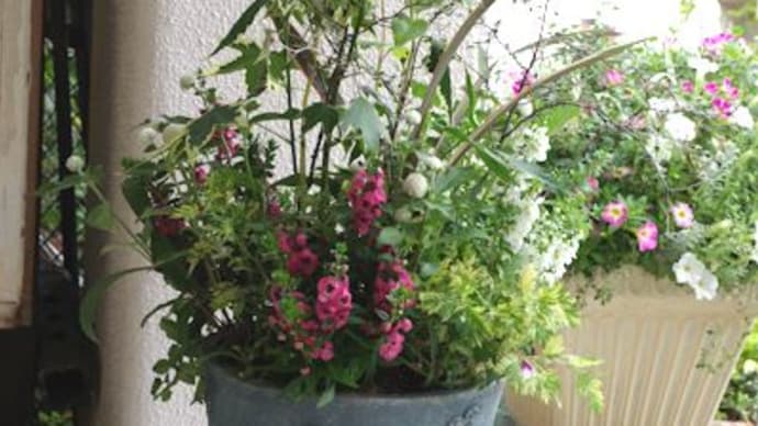 モナルダの寄せ植え