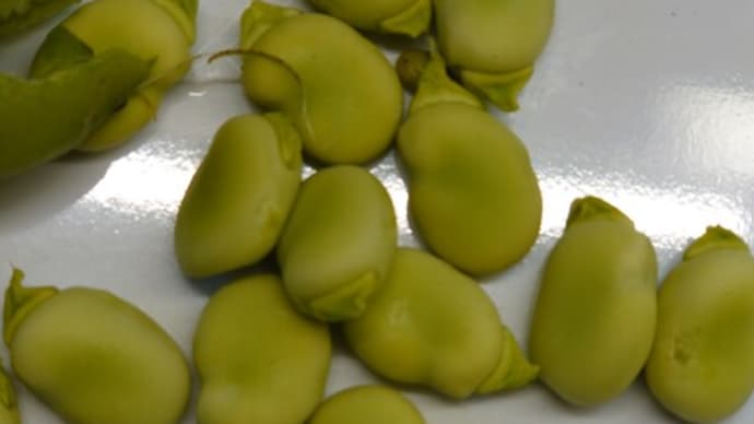 そら豆の収穫!!