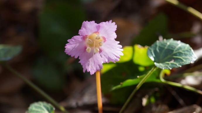 奥久慈の無名の山に咲くイワウチワ