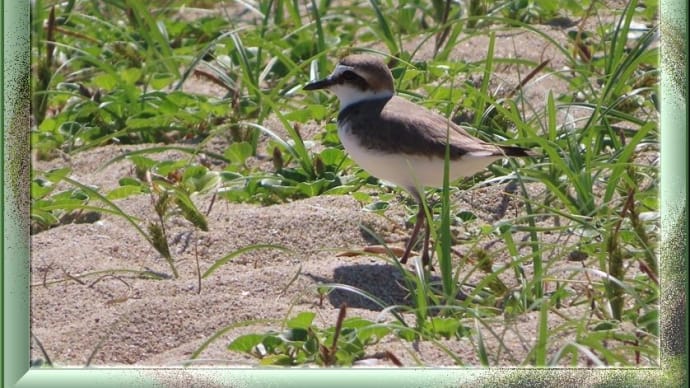 砂浜に咲く花と鳥