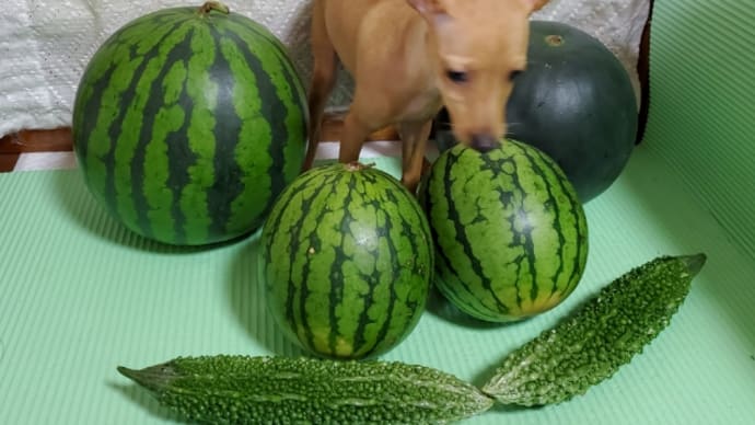 スイカが、たくさん