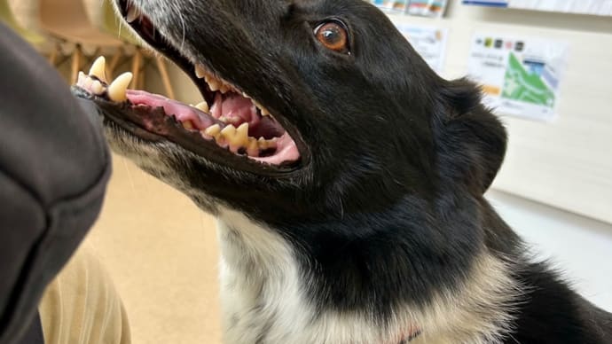 狂犬病とフィラリアと血液検査