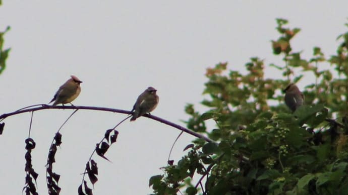 ヒメレンジャク　CEDAR WAXWING 、マツアメリカムシクイ　PINE WARBLER