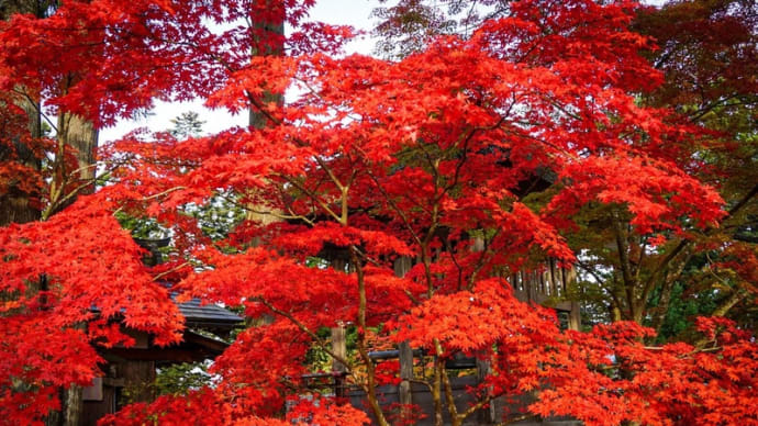 娘の写真で紅葉見物　〜岩手県平泉毛越寺（もうつうじ）の秋