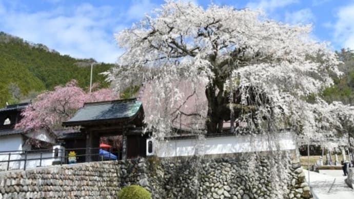 光福寺 大イトザクラ '22