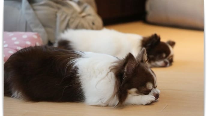 みごとちゃんの実弟と義弟🐶💖