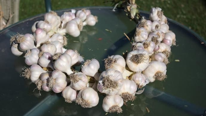 何故僕らは野菜を育てるのか。 家庭菜園をする理由。
