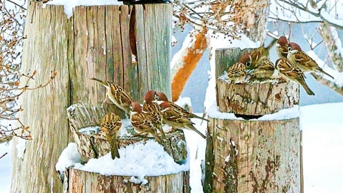 半ば雪に埋もれた餌台に群がるスズメのスズちゃんたち