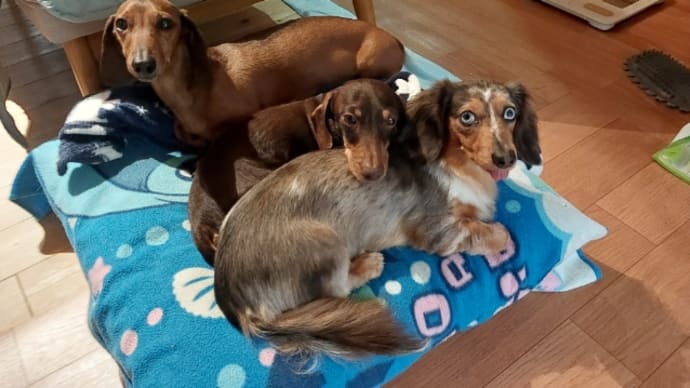 今朝の犬ども